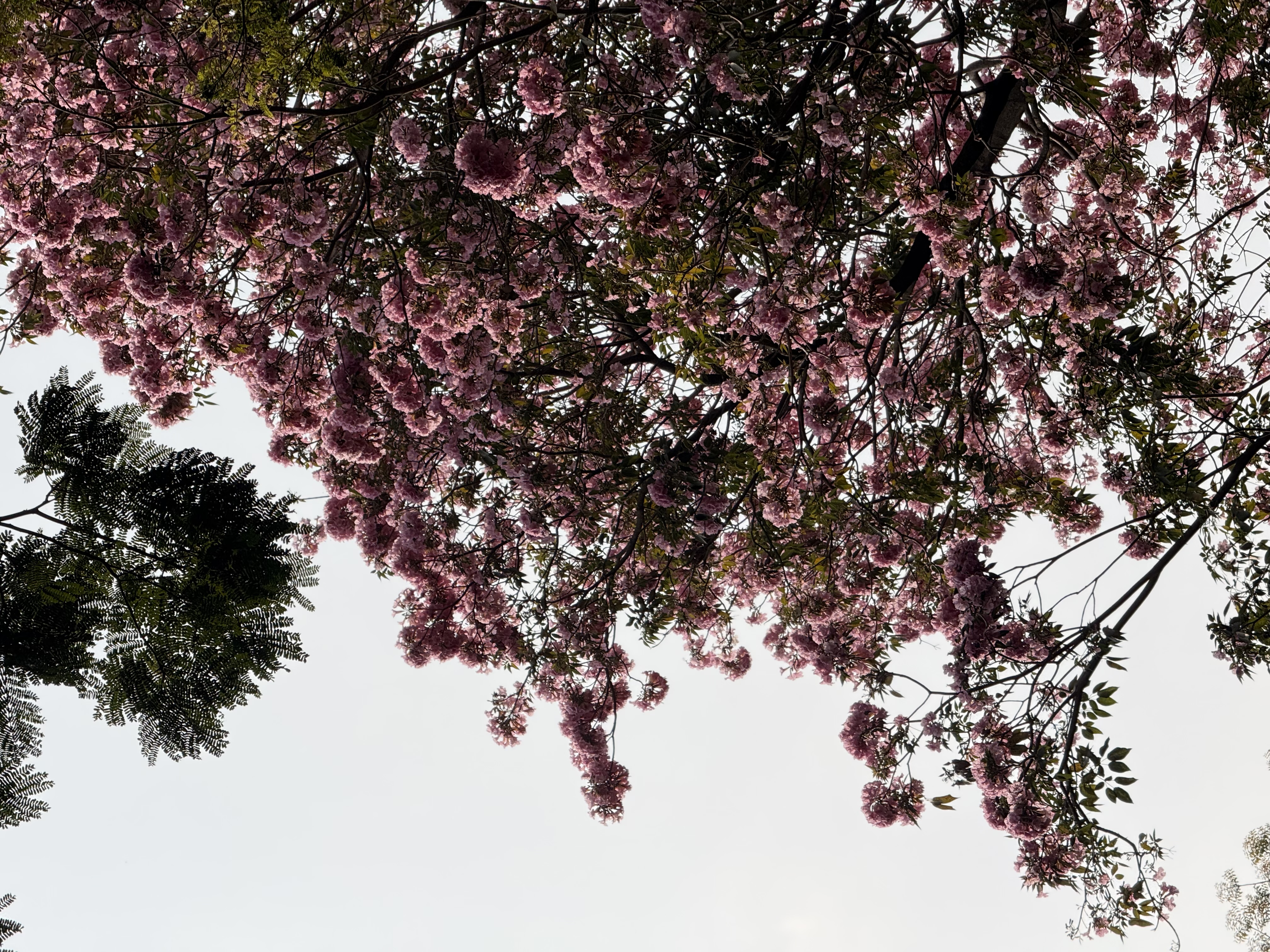 A pink trumpet tree in full bloom against a soft sky